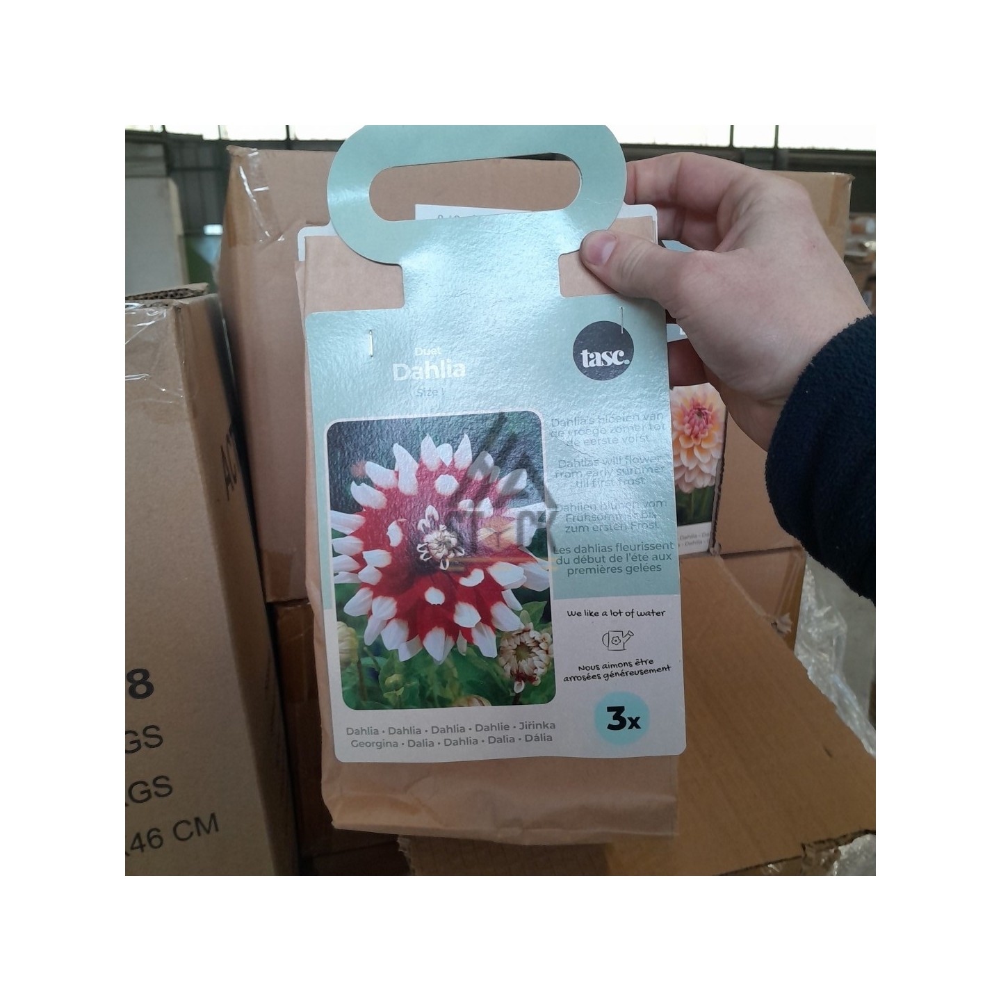 PALETTE A****N - A235