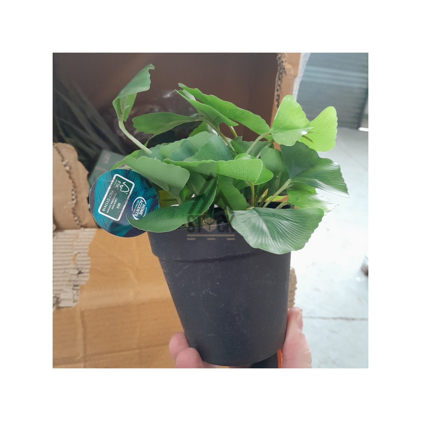 PALETTE A****N - A247