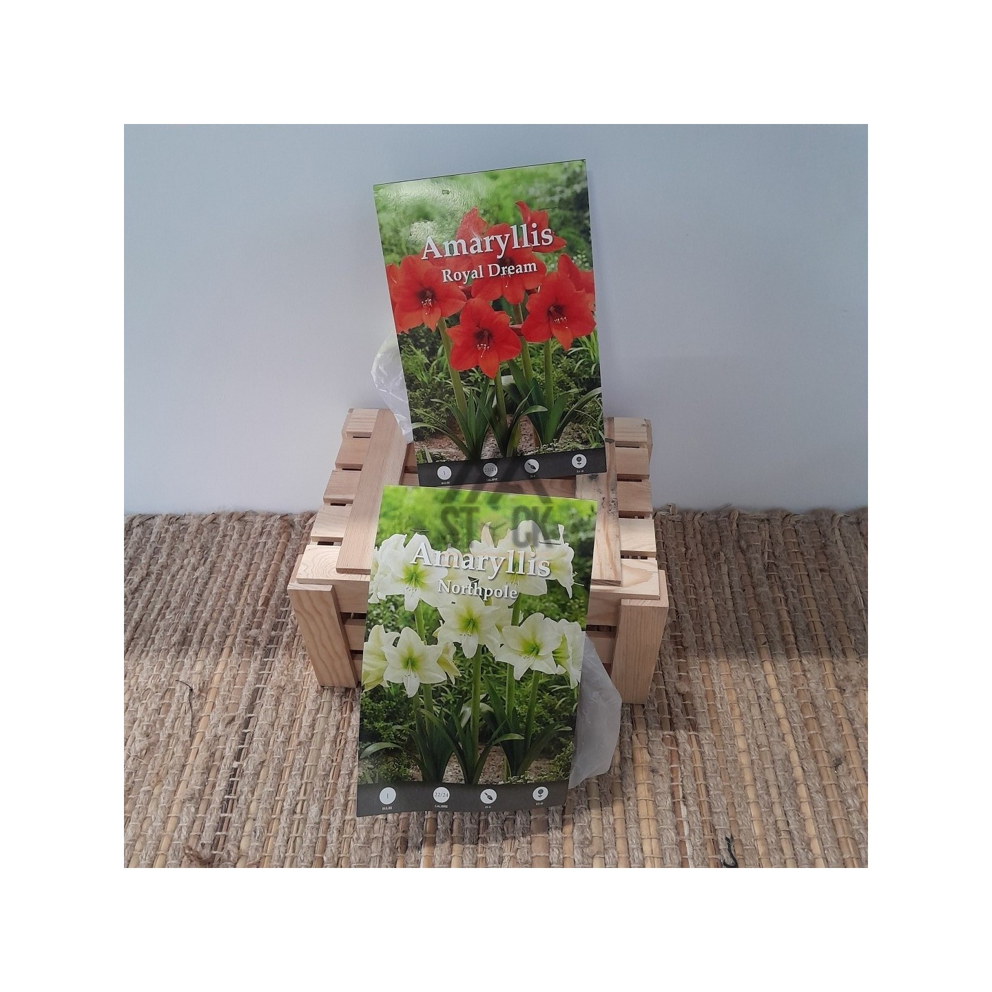 bulbe de AMARYLLIS - 110 pièces